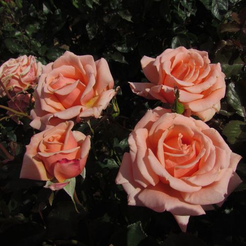 Gärtnerei - Rosa True Friend™ - rosa - floribundarosen - diskret duftend - Edward Smith - -